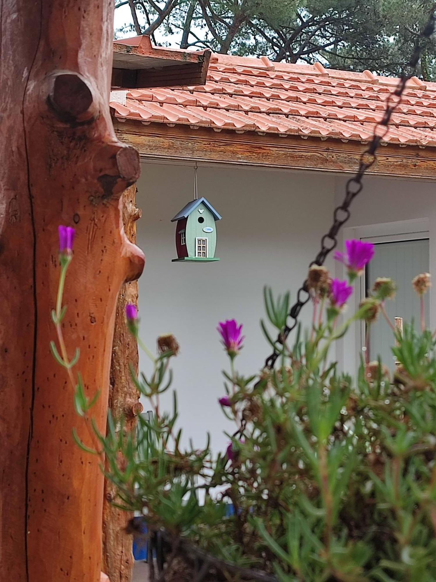 Casinha Do Pinhal Villa โกลาเรส ภายนอก รูปภาพ